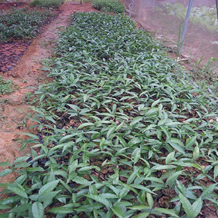 Cây rau Sắng rừng (rau Ngót rừng)