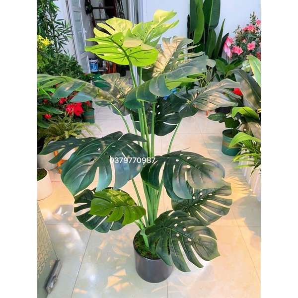 Cây Lá Xẻ , Cây Lá Rùa 130Cm 3 Nhánh