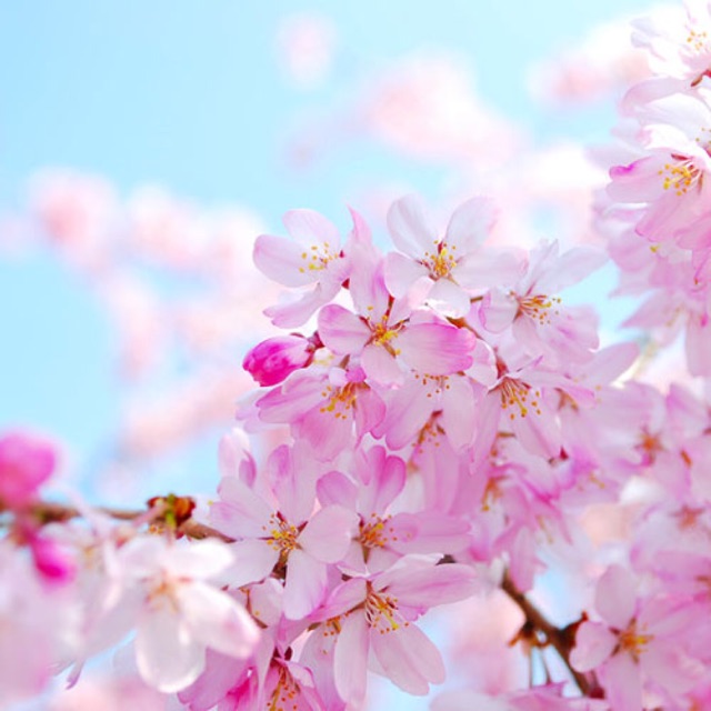 Hương Liệu Cherry Blossom (Hoa Anh Đào/5ML/10ML)