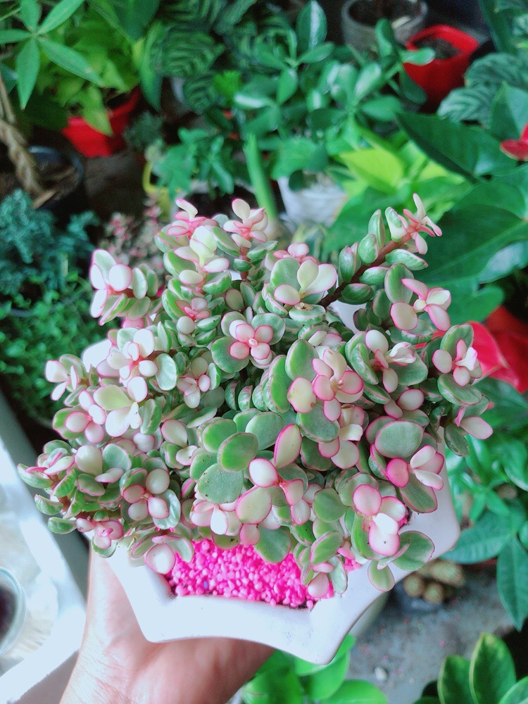 [HCM]Chậu Cây Cành Vàng Lá Ngọc