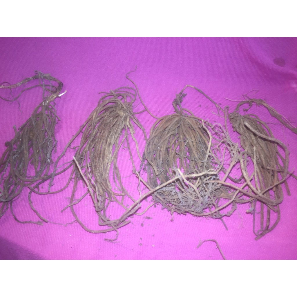 Củ giống hoa LEO ÔNG LÃO