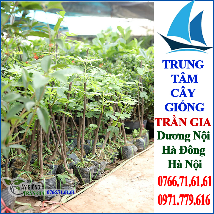 Giống Cây Sung Mỹ