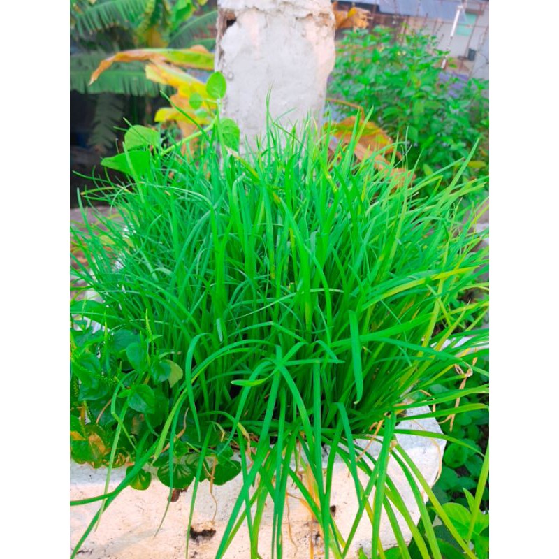 Cây hẹ ta, hẹ lá nhỏ, hẹ sẻ miền trung (25 -30 gốc)