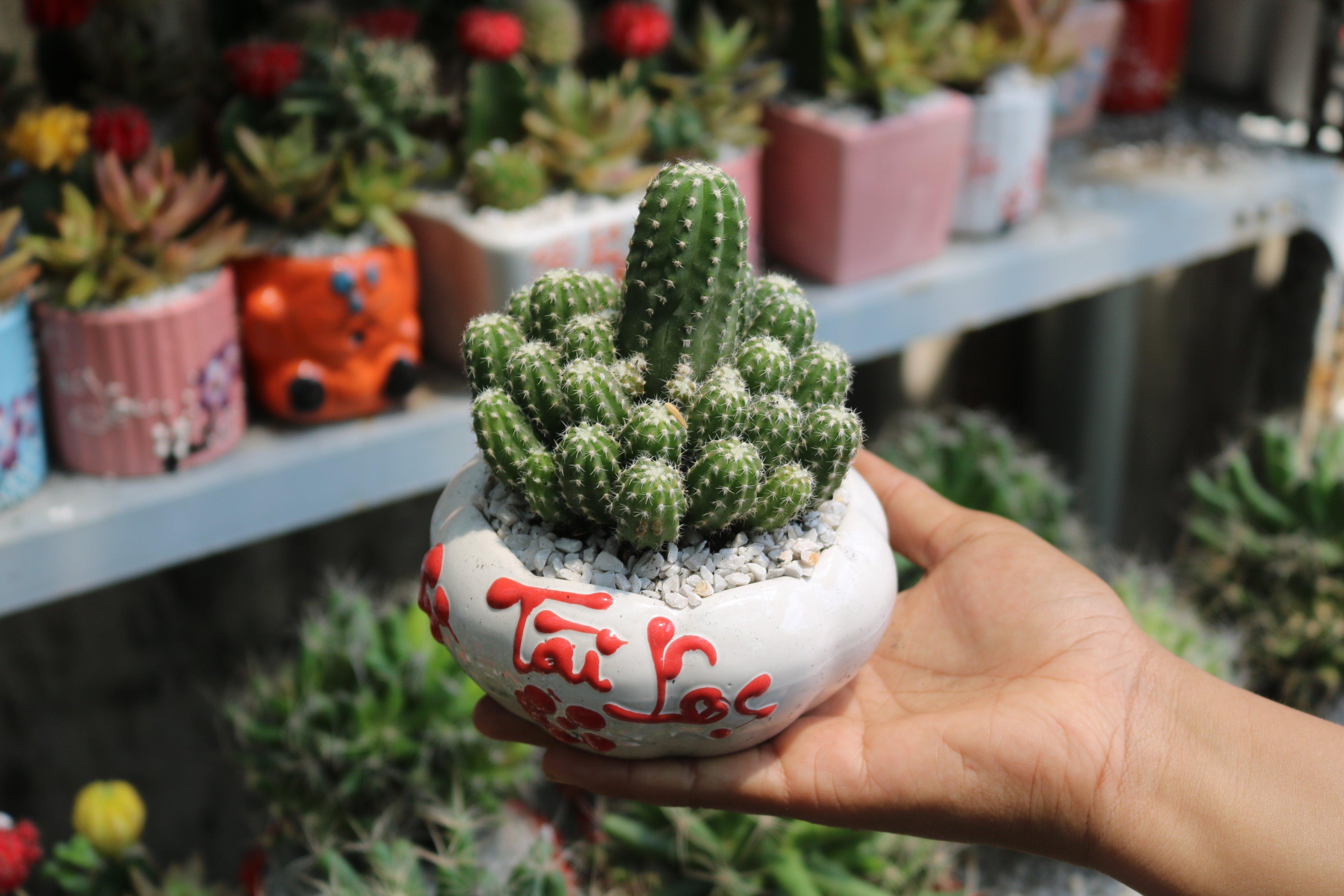 Chậu Sứ Xương Rồng chùm