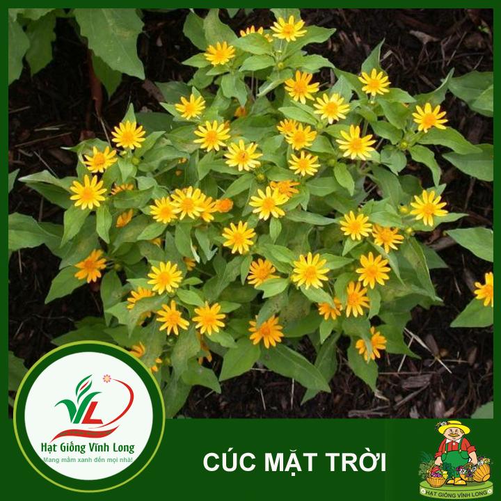 Hạt giống hoa Cúc mặt trời RD 923 - 0,1g