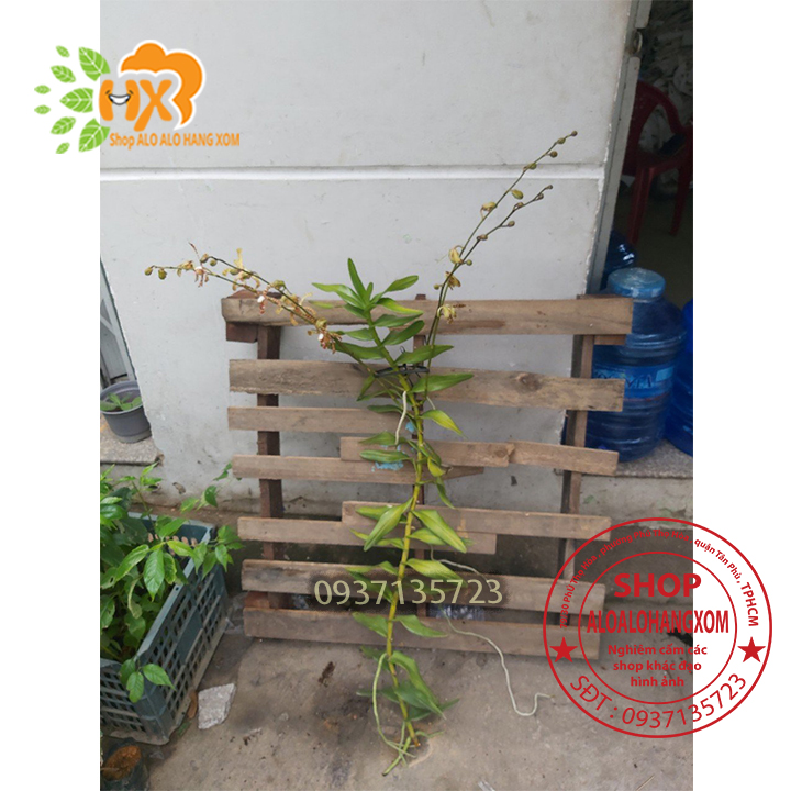 [HCM]CÂY LAN BÒ CẠP RẰN - CÂY CÓ 2 VÒI HOA