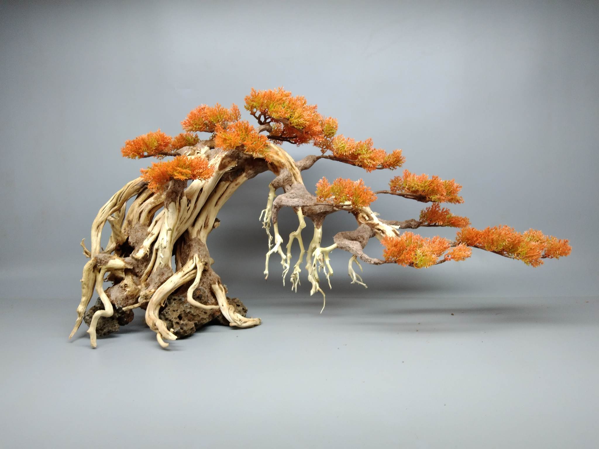 Cây gổ lũa Bonsai làm bằng lũa Hải Sa Quỳ [ Dáng 2 thân, đổ, tự nhiên. Tán nhựa màu cam]