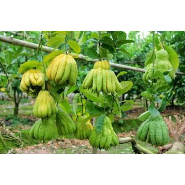 cây Cây phật thủ - Cây Giống Nhập Khẩu
