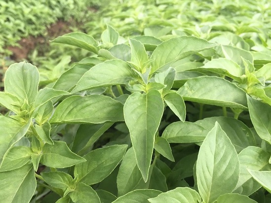 Hạt Giống Rau Quế Trắng (É Trắng) Phú Nông - 1g