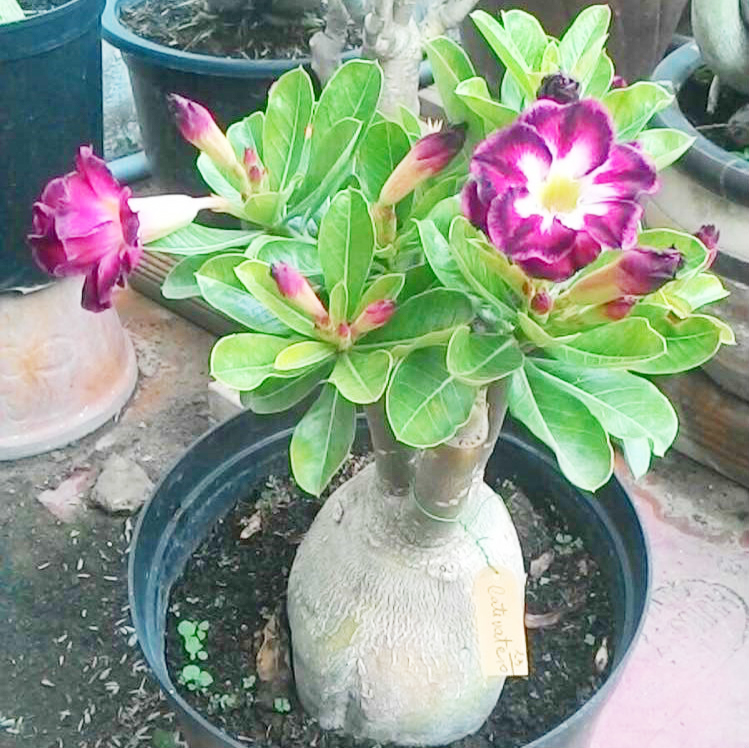 [HCM]Hạt giống hoa sứ Thái mix (gói 5 hạt)