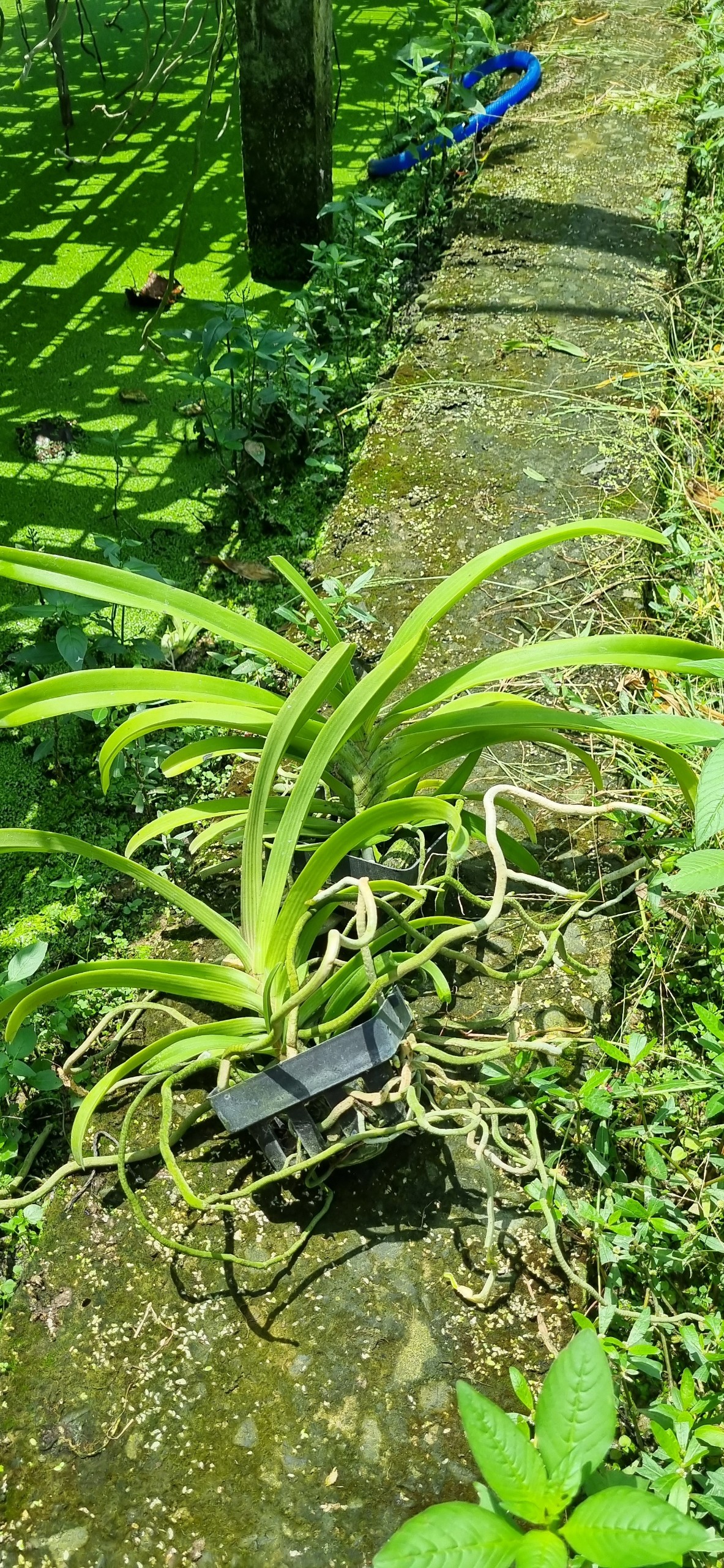 Hoa lan ngọc điểm lai Vanda