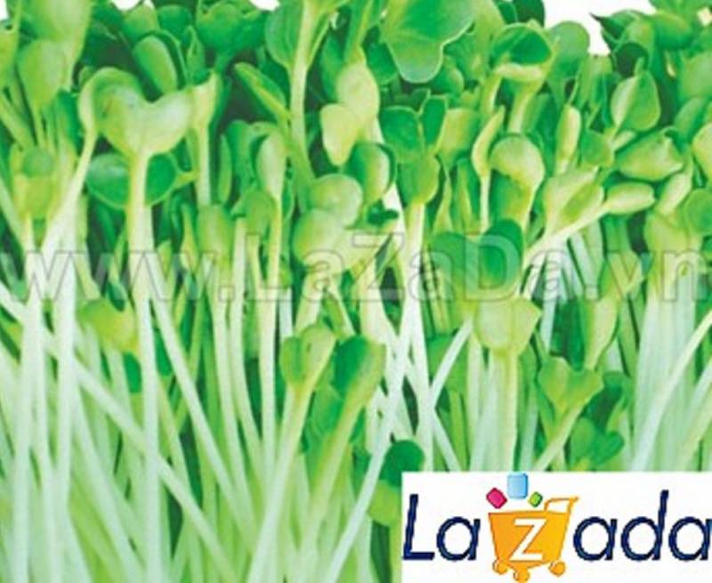 1KG Hạt Giống Rau Mầm Cải Thìa (| W12*W63)
