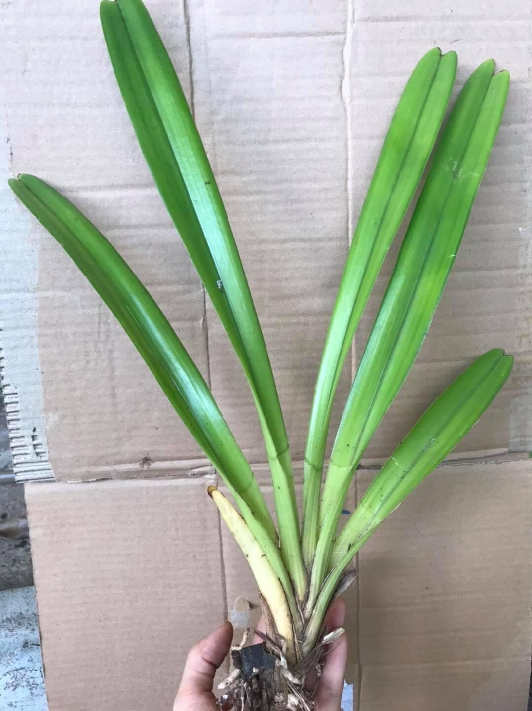 Hoa Lan kiếm Thái(1 cây)