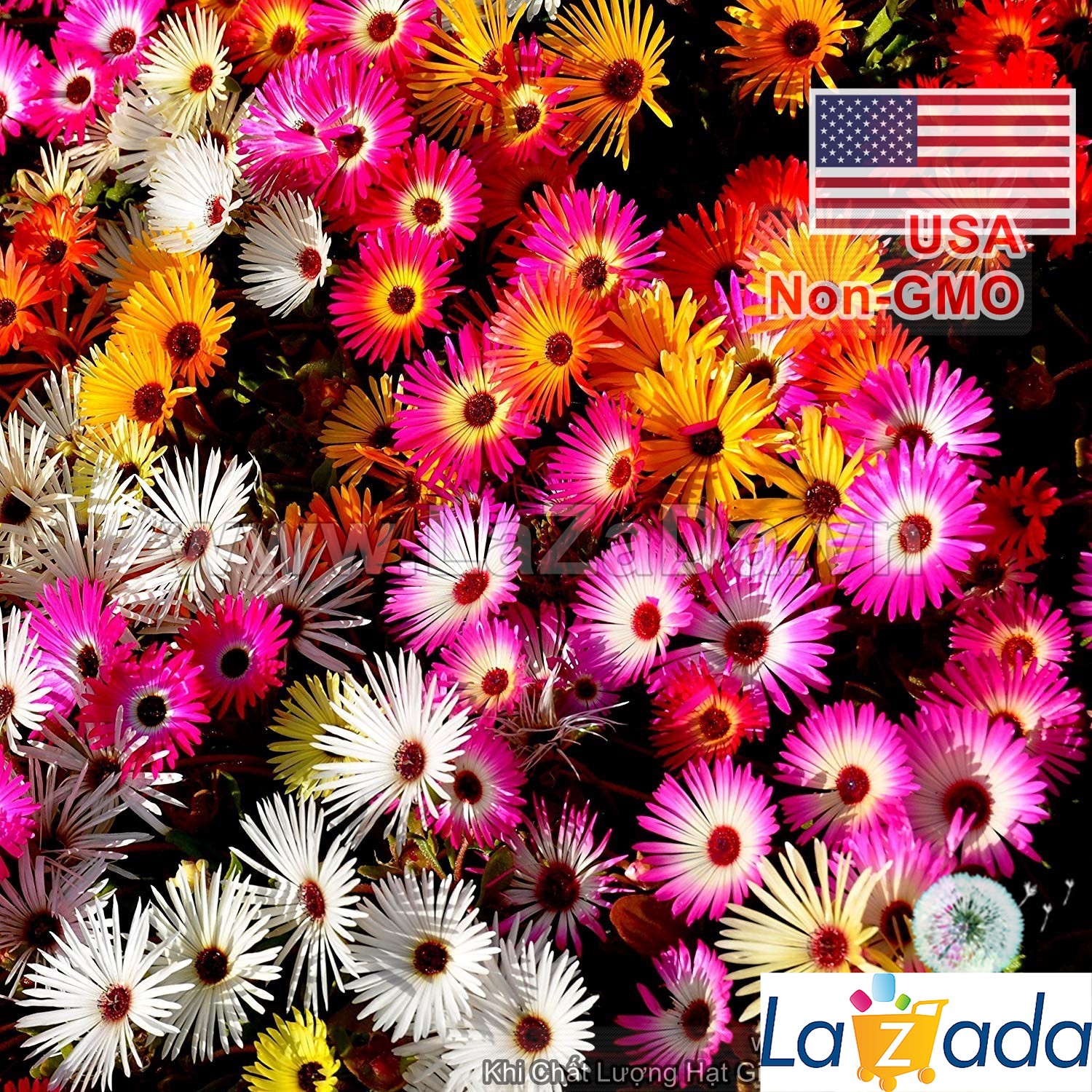 1Gr 3000.HẠT Hạt Giống Hoa Mười Giờ Châu Phi Mix Màu (| -KD: B9*V23)