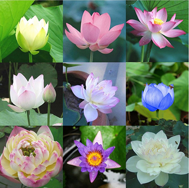 5 Hạt giống Sen Mini Nhật Bản mix màu tặng kèm kích mầm