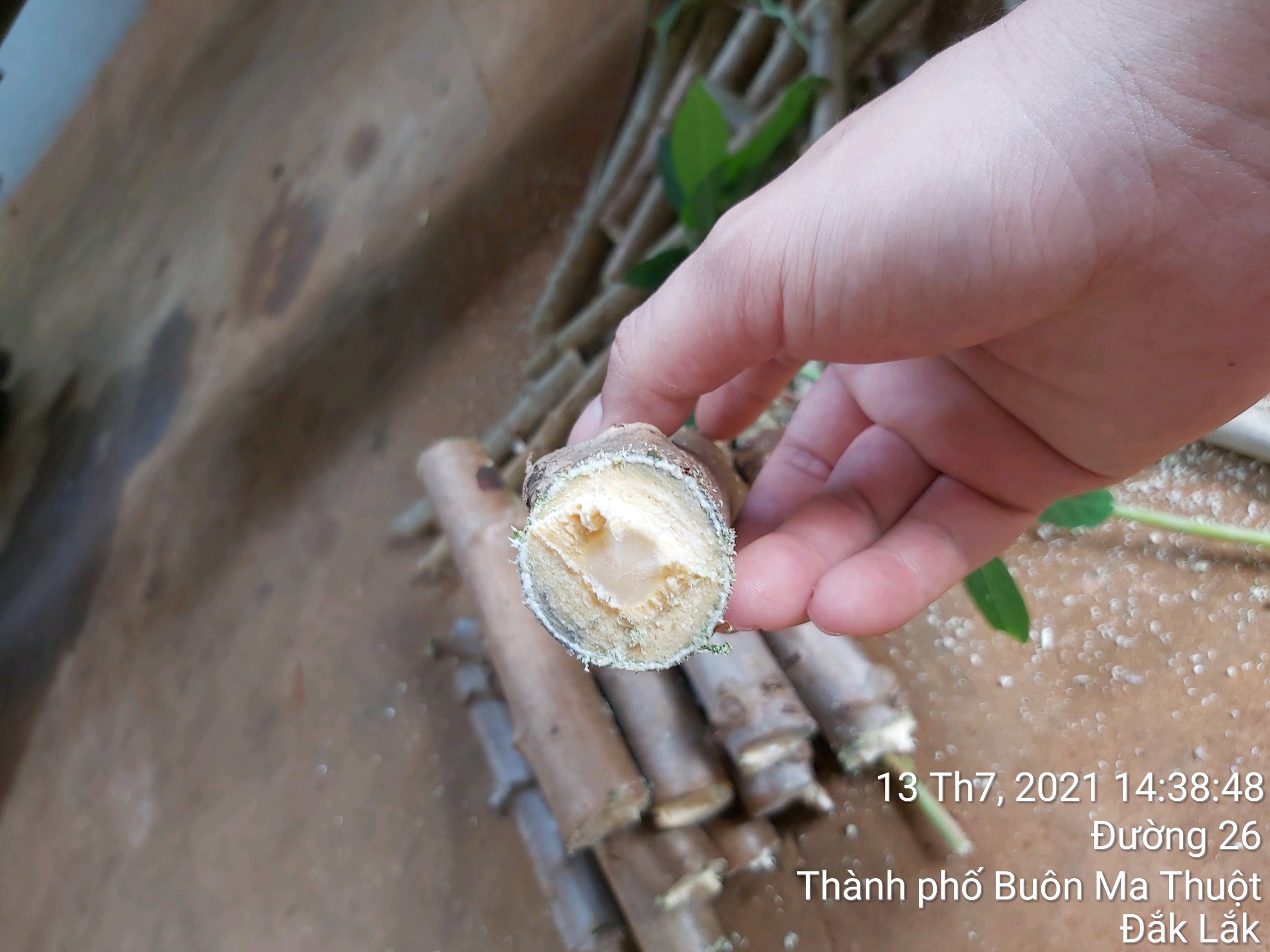 3 KG HOM giống [ Cây giống Khoai Mì Ruột vàng dẻo Thái Lan ( 3 THÁNG THU HOẠCH). - 30-34 hom]