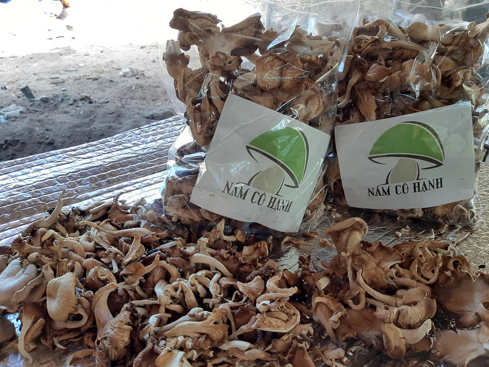 Nấm bào ngư xám sấy khô 100 gram.