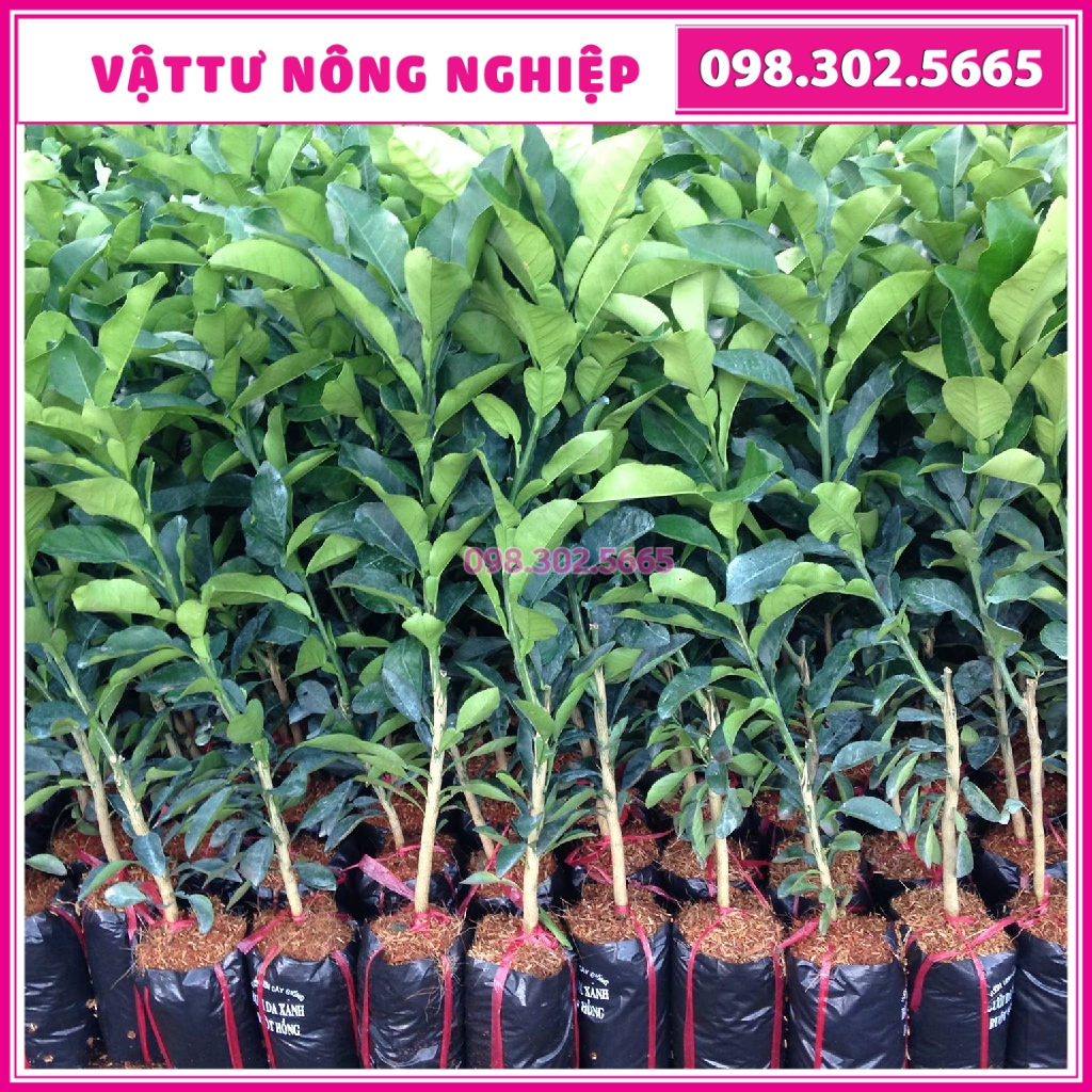 Bưởi diễn ghép cành F1 giống siêu trái, bền cây, nhanh ra quả