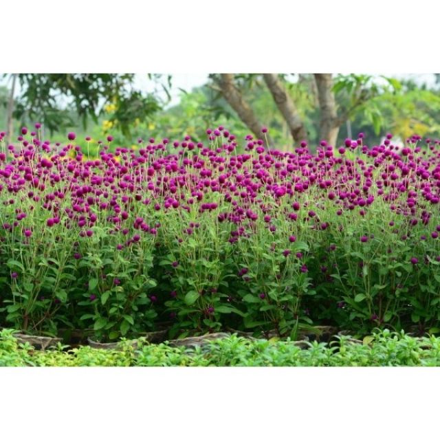 24A Hạt Giống Cúc Bách Nhật Mix 20 Hạt/ Gói