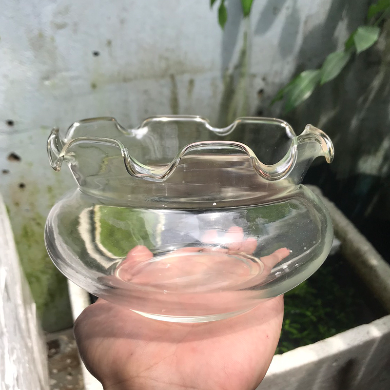 Bể cá mini - chậu cá để bàn - B16 bể cá tròn