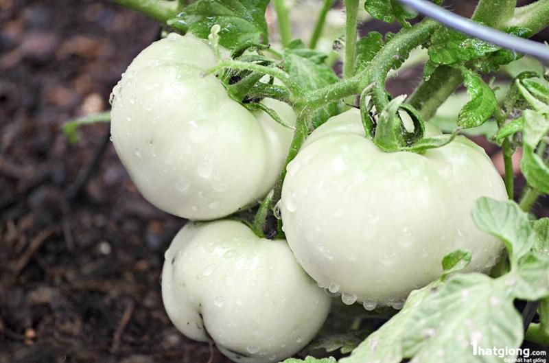 Hạt giống cà dĩa trắng (cà bát)