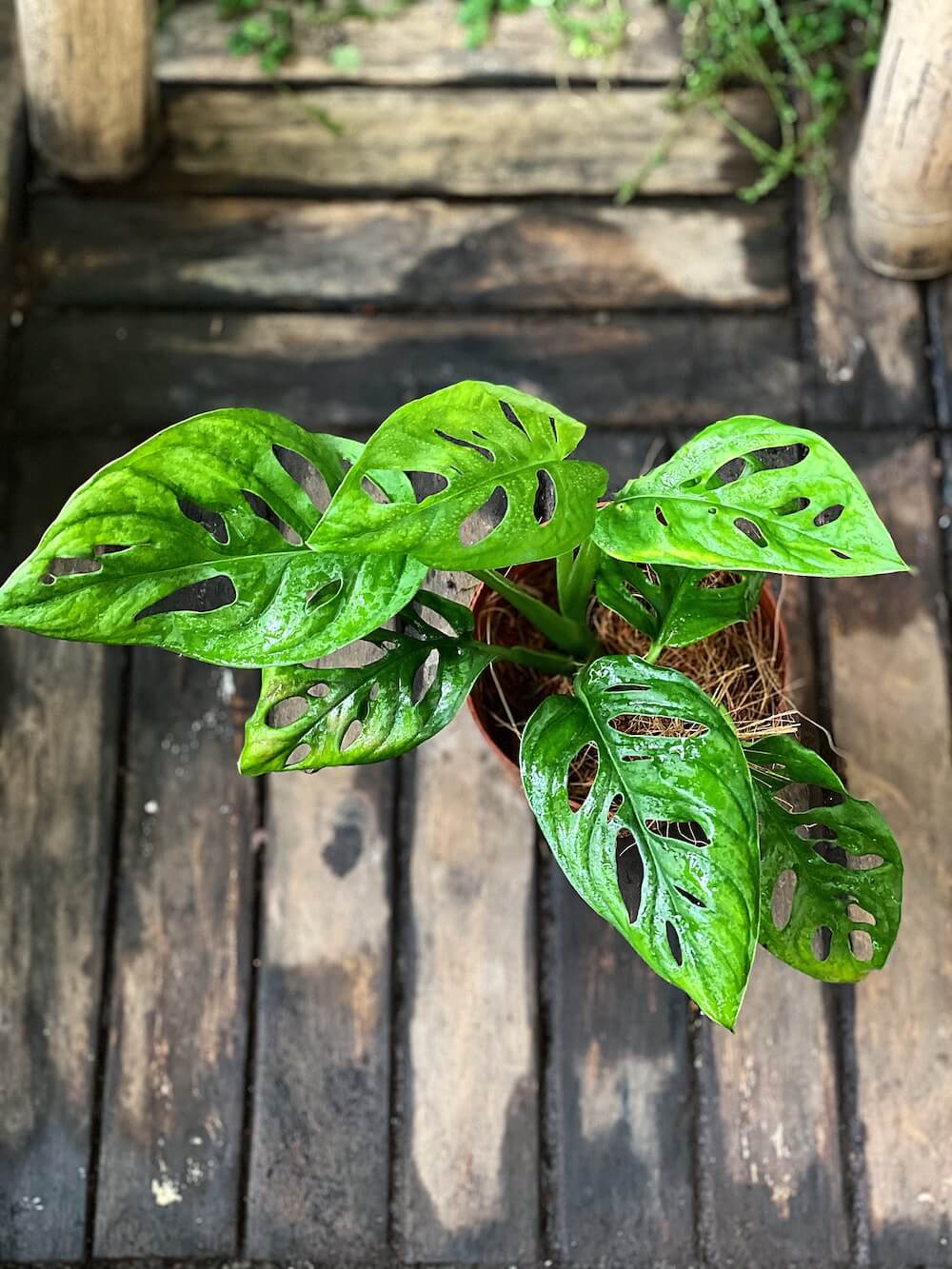Cây Monstera adansonii Five Holes (Trầu Bà Lỗ, Quái Vật Lỗ) chậu nhựa