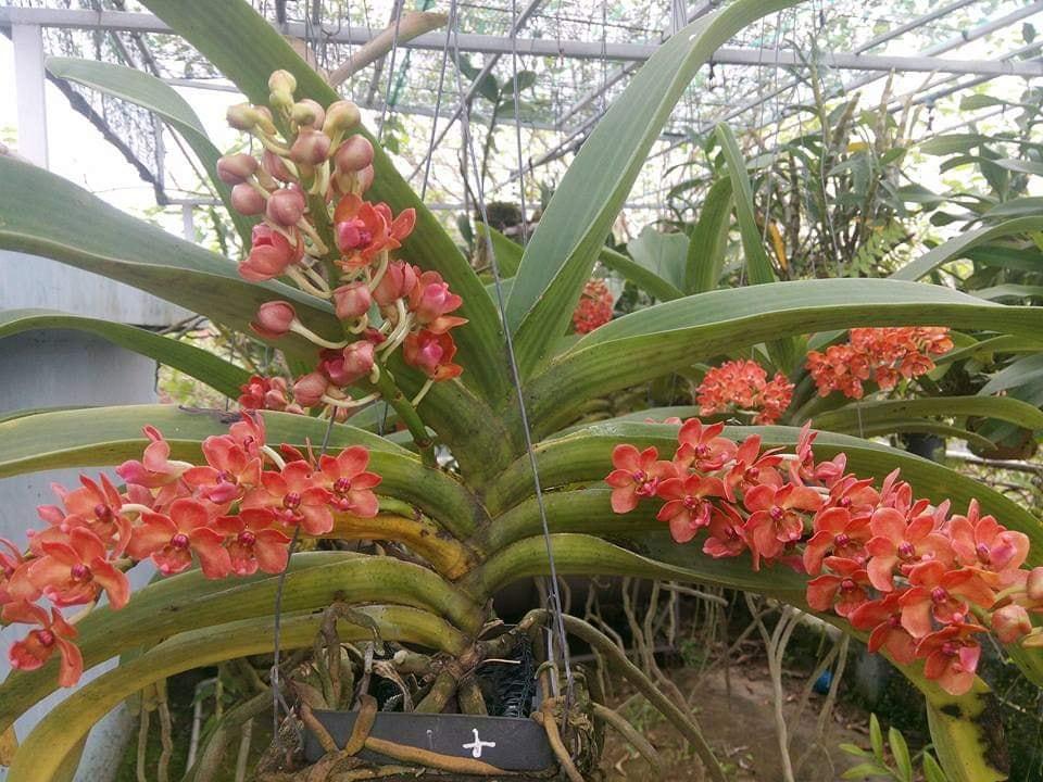 combo 06 cây lan Ngọc điểm giống màu cam
