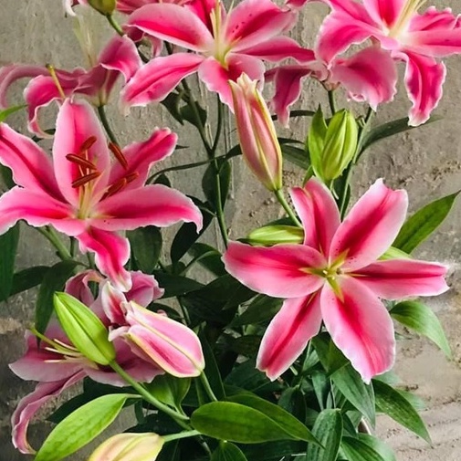 Củ ly cao thơm size 20/22 Hà Lan đủ màu