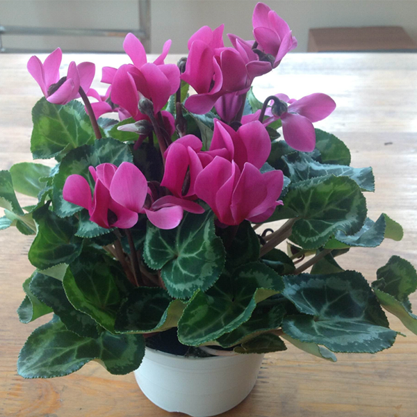 CHẬU HOA ANH THẢO SIÊU ĐẸP ,ĐỦ MÀU HOA