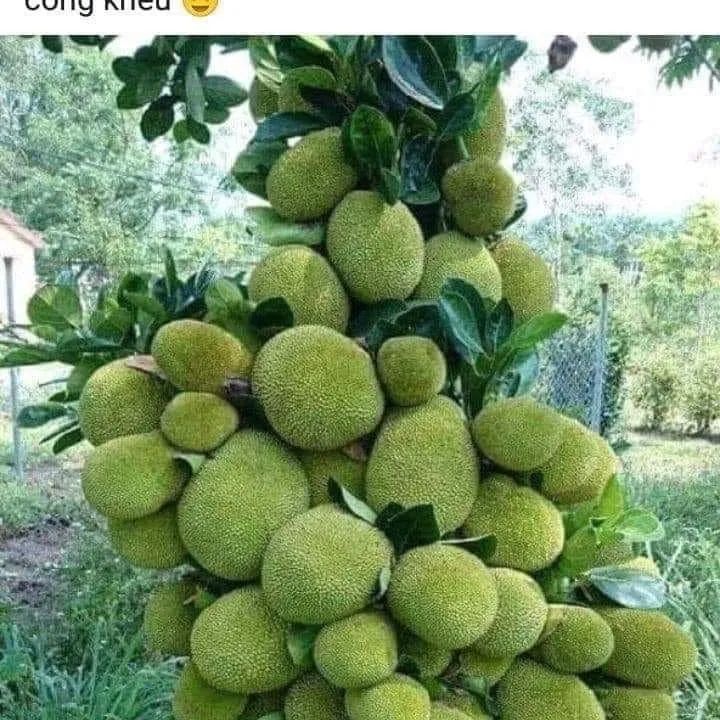 Cây giống mít dai ta mật ống siêu quả
