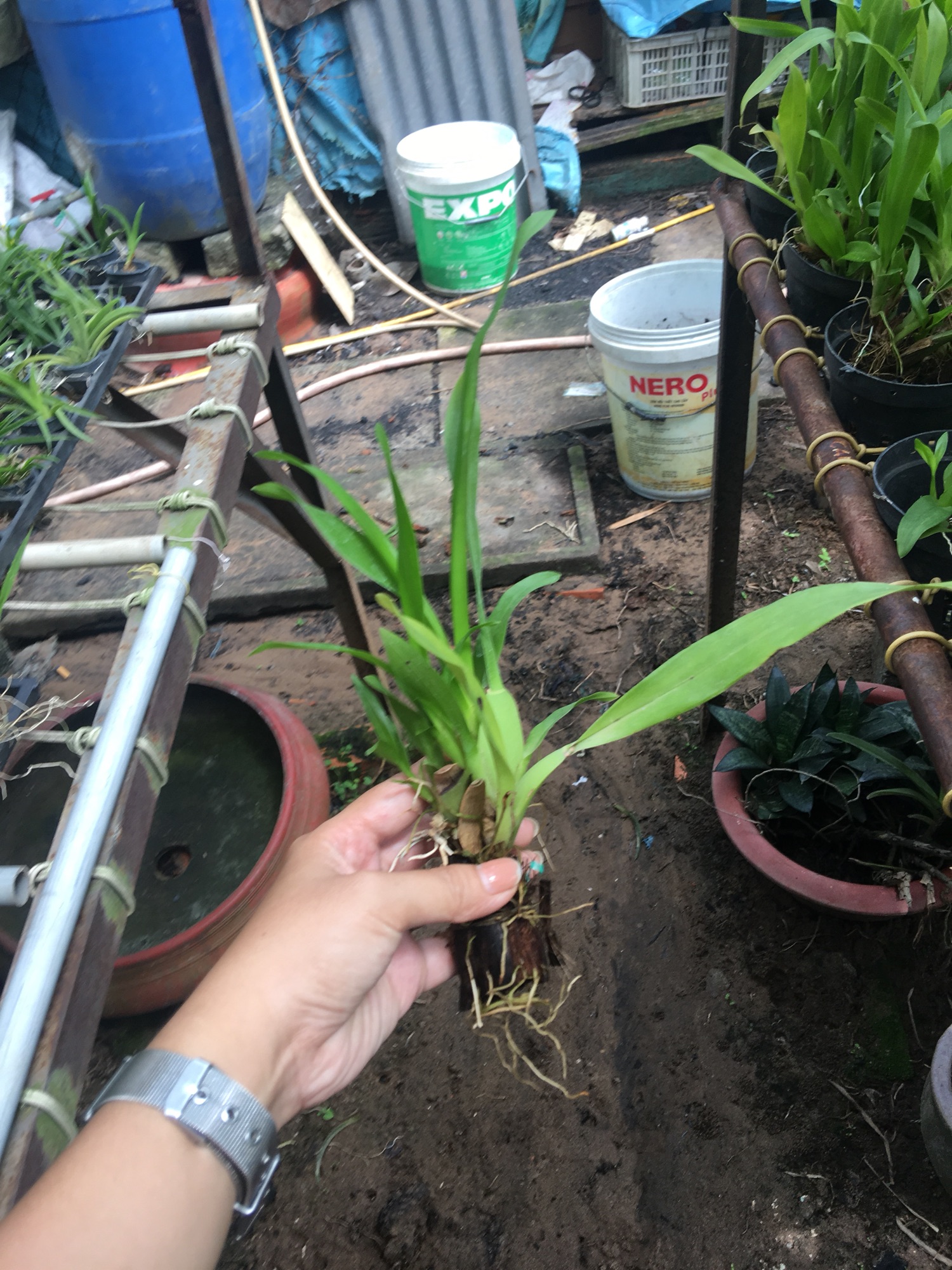 [HCM]Vũ Nữ Hoa Vàng