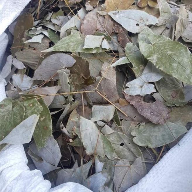 sỉ toàn quốc 100g lá dâm dương hoắc