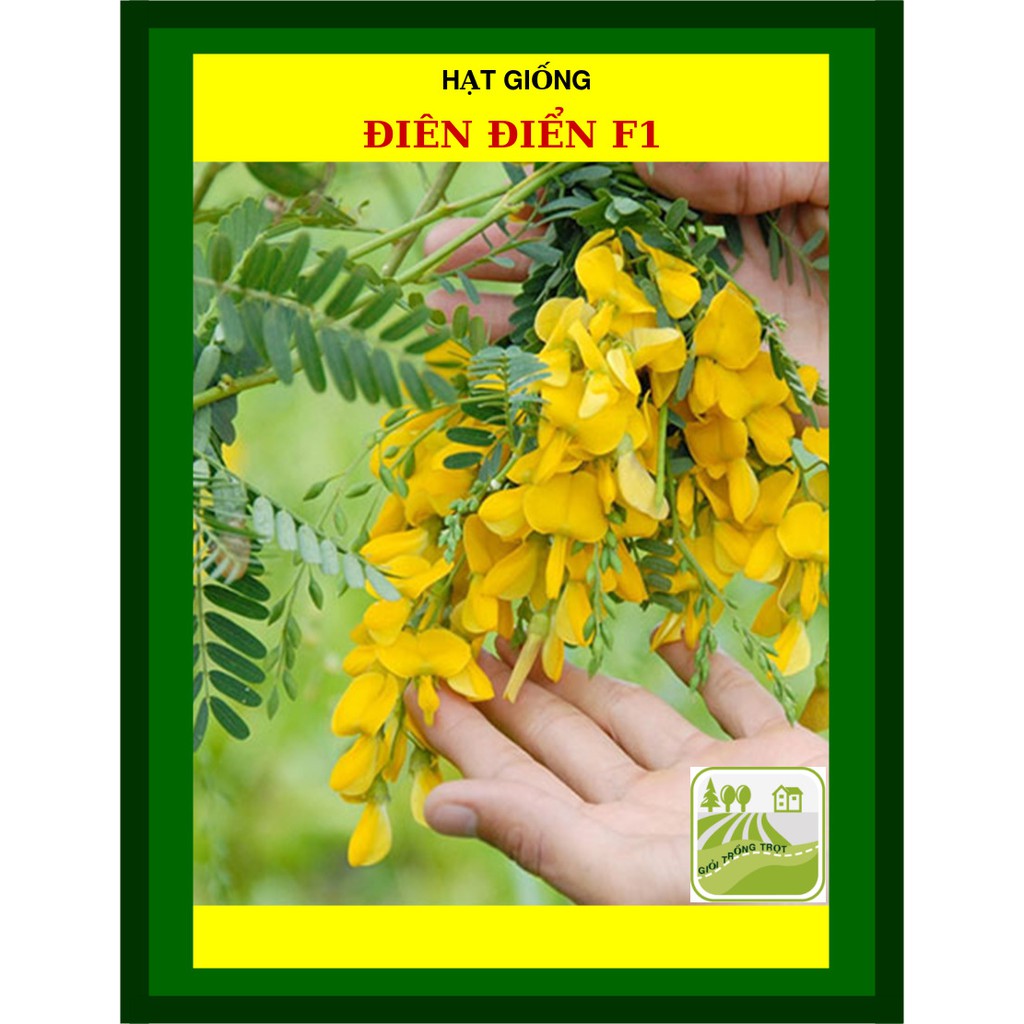 Hạt Giống Hoa Điên Điển (Sesbania sesban) 1Gram