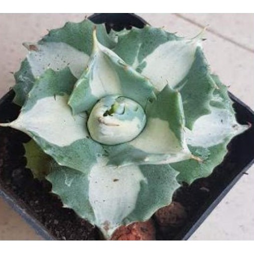 Cây dứa agave var sọc