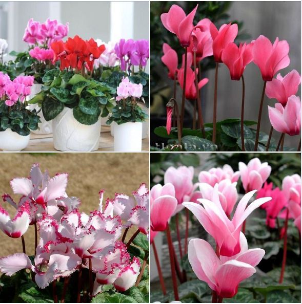 "Gói 5 Hạt " Hạt giống hoa Anh thảo Mix màu