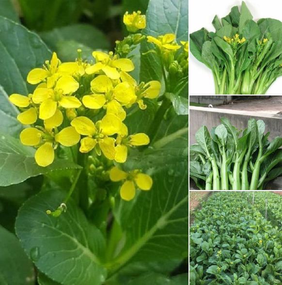 Hạt giống rau Cải ngồng Mập - gói 20gram