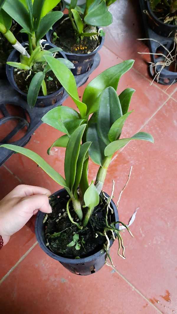 hoa phong lan denro nắng đột biến