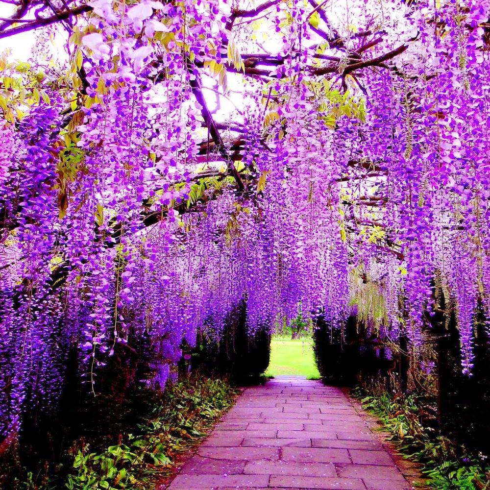 5 Hạt giống hoa Tử đằng Nhật (tặng Kích nẩy mầm, Hướng dẫn ươm)