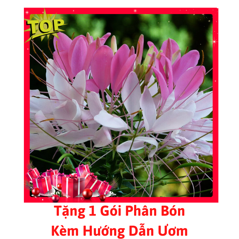 [Lấy mã giảm thêm 30%] Gói Hạt Giống Hoa Hồng Ri Mix