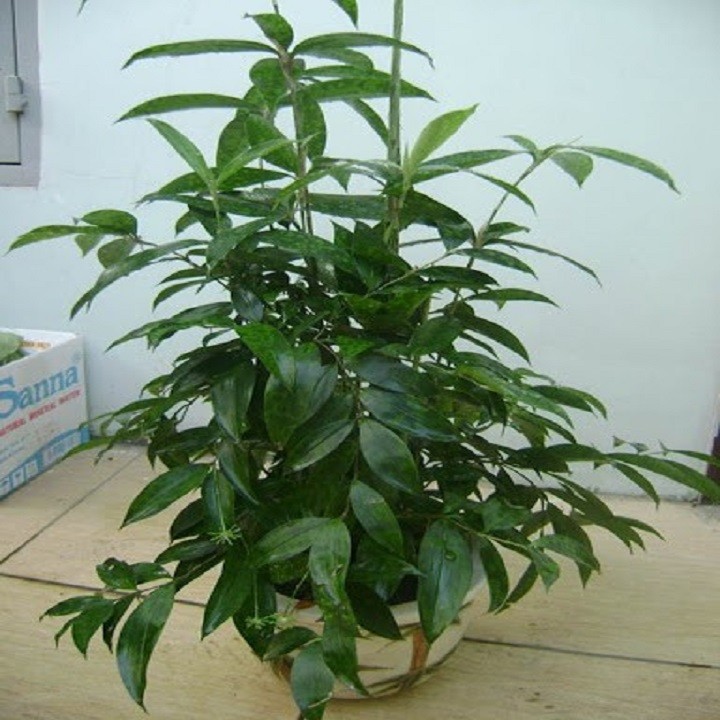 CHẬU CÂY TRÚC NHẬT
