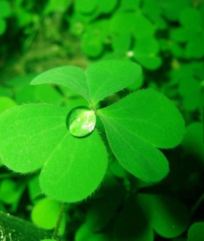 10 Hạt giống Cỏ ba lá