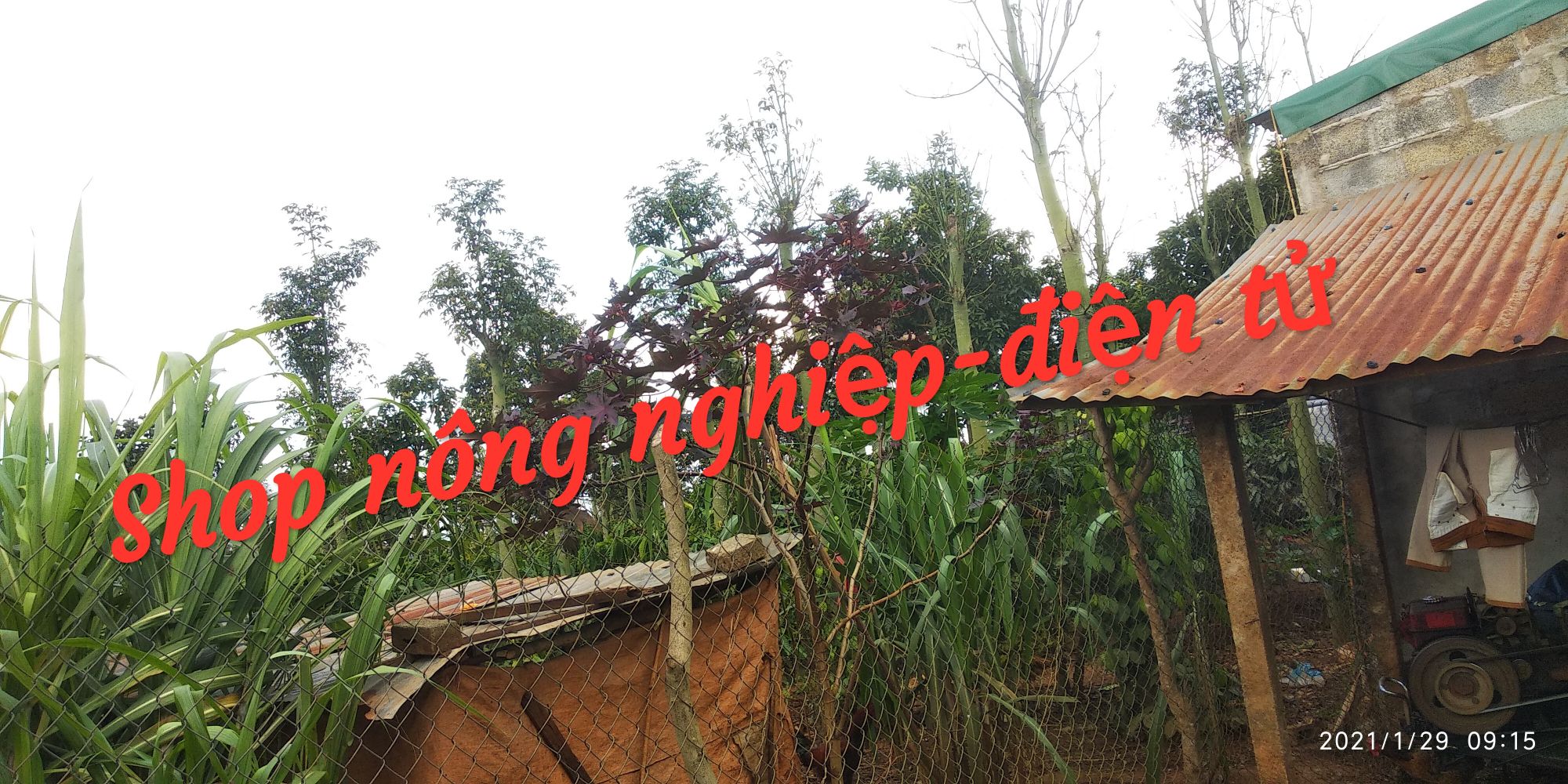Thầu dầu tía tươi ( lá 1kg)