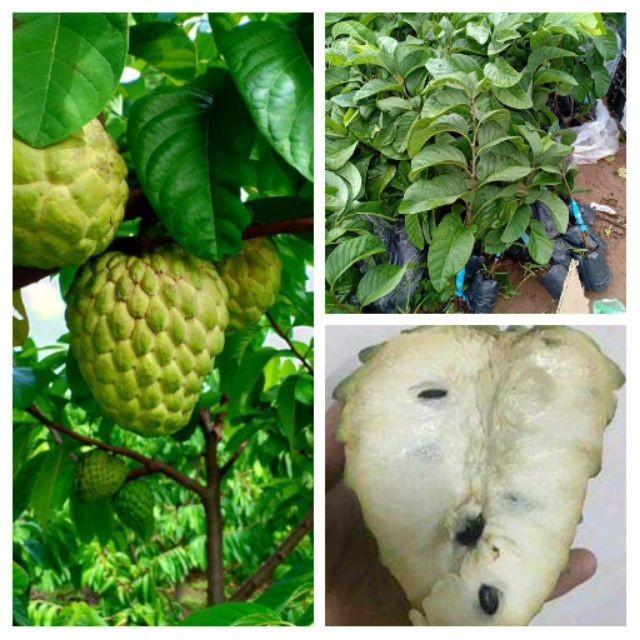cây giống na thái FDG