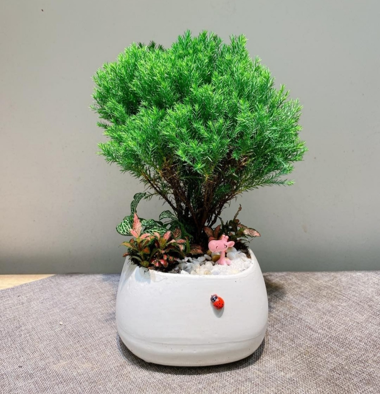 tùng bồng lai mix CHẬU