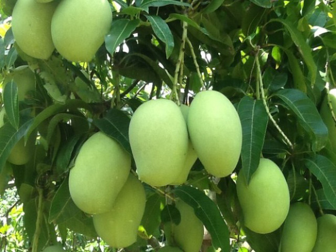 Cây giống Xoài Thanh Ca [ Giống ghép, cho trái sớm sau 18 tháng ] trồng chậu được.