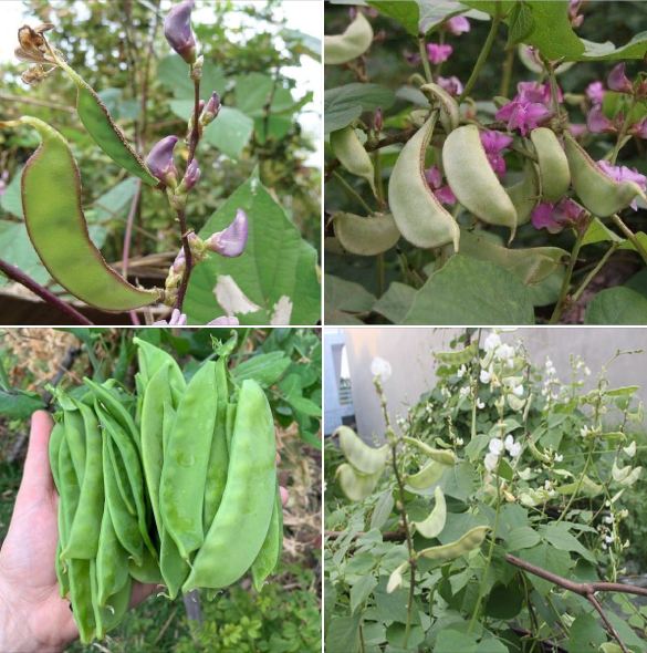 Hạt Giống Đậu Ván Xanh F1 - Gói 5gram( 15 hạt)