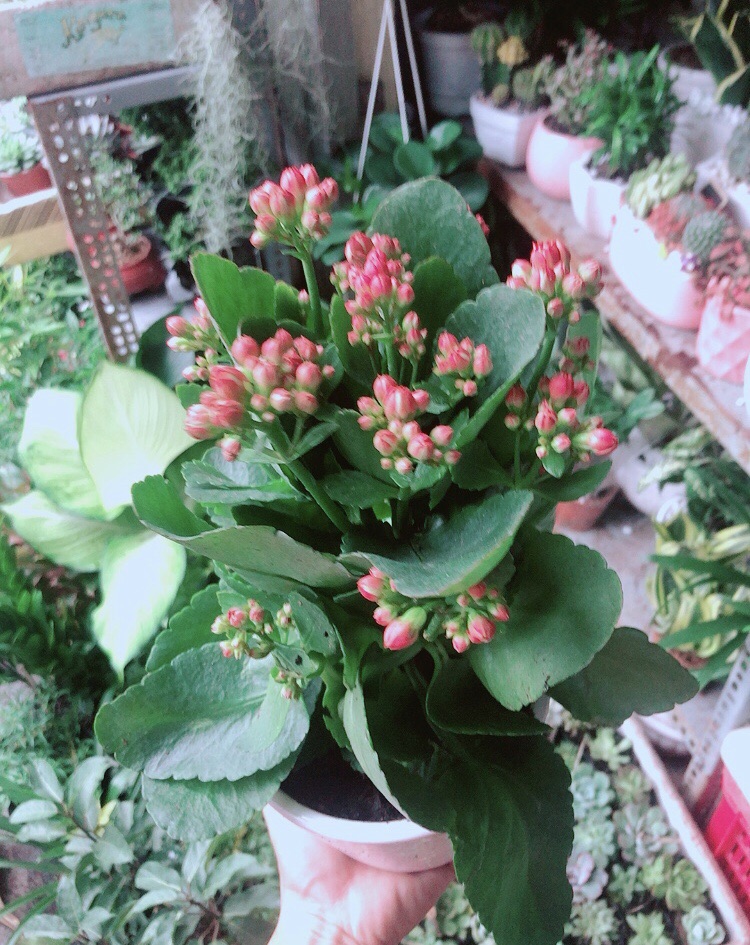 Chậu Cây Sống Đời