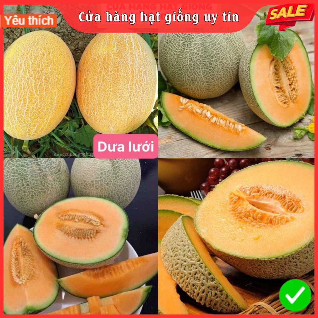 Hạt Giống Dưa Lưới dể trồng ( ruột cam ) (Gói 10 hạt)tặng kèm phân bón