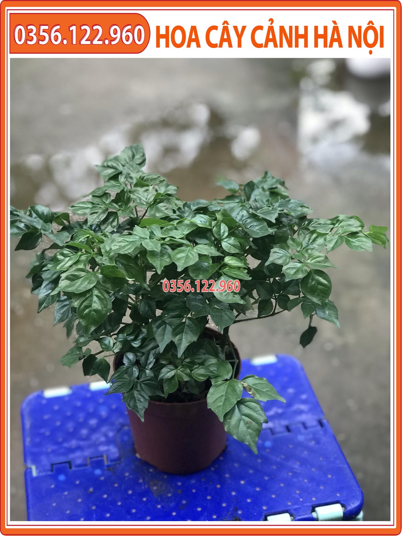 Cây hạnh phúc để bàn