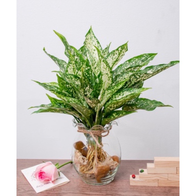 Cây trồng thuỷ sinh để bàn
